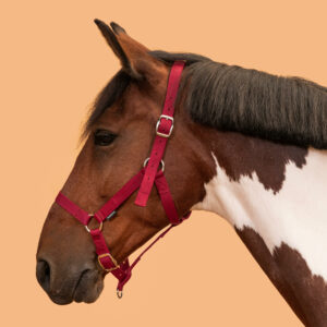 Halfter Schooling Pferd/Pony rot